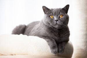 British shorthair cat